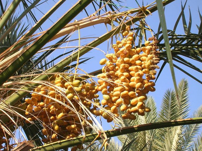 800px-Ripe_and_dry_dates_fruit_bunches