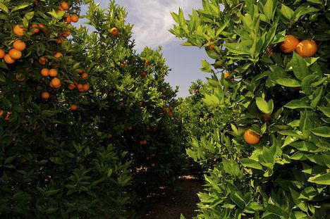 Orange Tree Orchard near Oliva in Valencia, Spain, Europe.